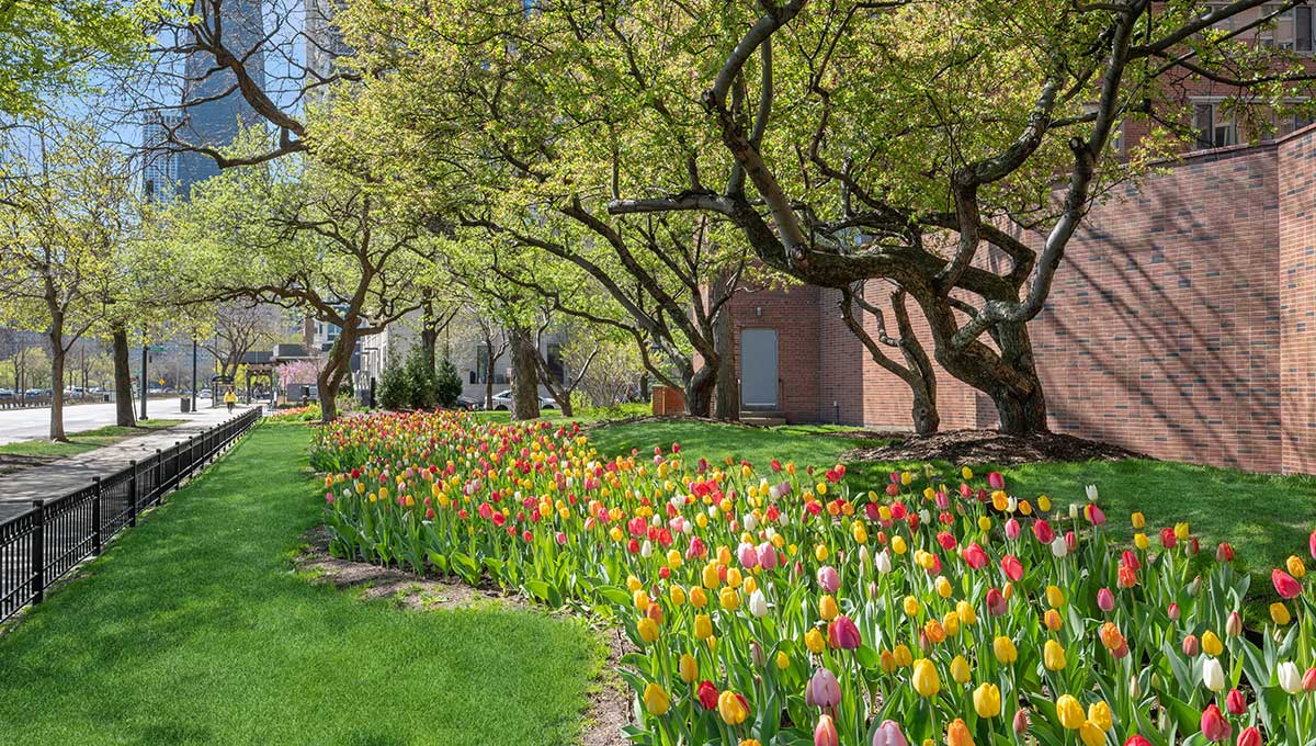 A path lined with colorful tulips runs alongside a grassy lawn and brick wall, with trees providing shade and skyscrapers visible in the background.