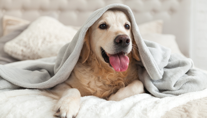 A dog lays on a bed with a blanket on his head.