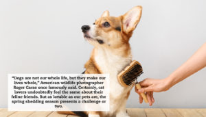 A dog sits nicely while being brushed. A quote reads: "“Dogs are not our whole life, but they make our lives whole,” American wildlife photographer Roger Caras famously said. Certainly, cat lovers undoubtedly feel the same about their feline friends. But as lovable as our pets are, the spring shedding season presents a challenge or two. "