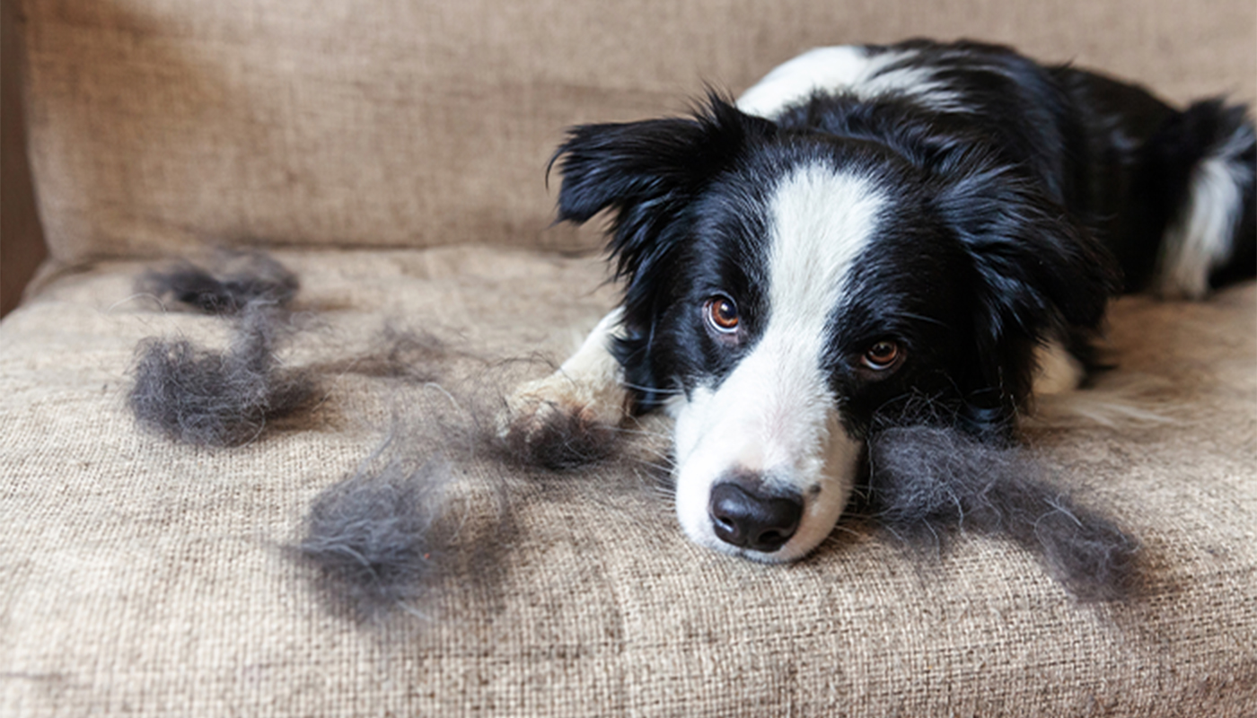 A dog lays on a couch next to tufts of his fur looking guilty.