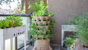 Various potted vegetables and herbs set in the corner or a deck.