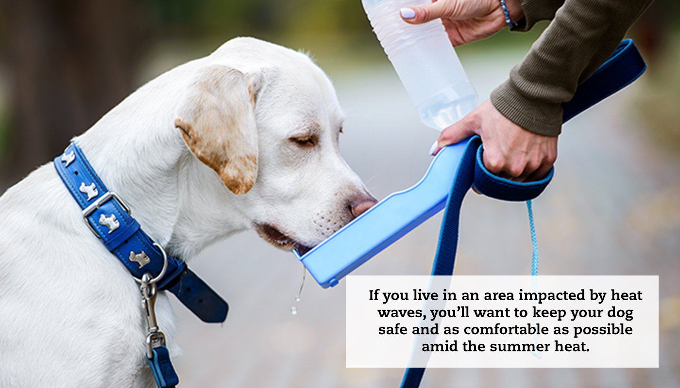 A white Labrador Retriever drinks from a portable water bowl while out for a walk. A quote reads: "If you live in an area impacted by heat waves, you’ll want to keep your dog safe and as comfortable as possible amid the summer heat."