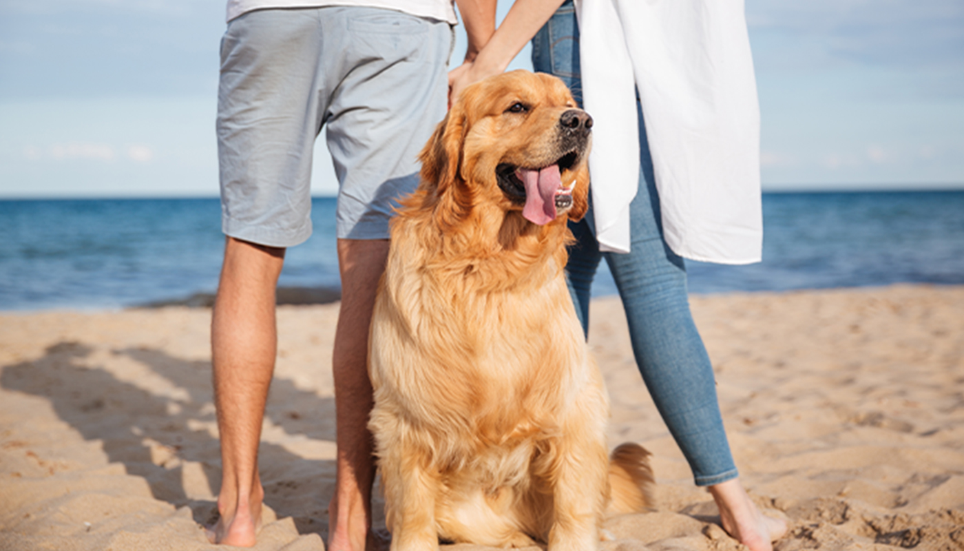 A Golden Retriever sits between a man and a woman standing on a beach with the water just behind them.