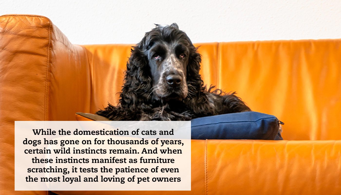 A dog sits comfortably on a cushion on a bright orange couch. A quote reads: "While the domestication of cats and dogs has gone on for thousands of years, certain wild instincts remain. And when these instincts manifest as furniture scratching, it tests the patience of even the most loyal and loving of pet owners."