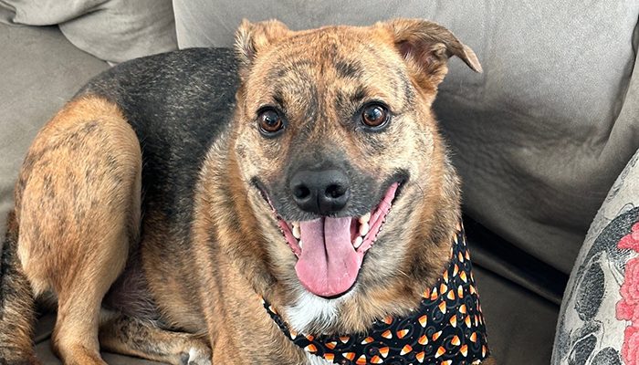 A medium-sized brown and black dog with a cheerful expression, mouth open and tongue out, wearing a Halloween-themed bandana, lounging comfortably on a couch.