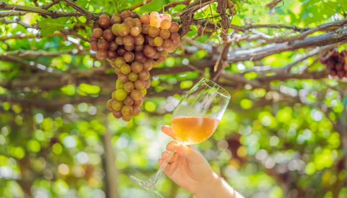 A hand holding a glass of white wine near a hanging cluster of ripe grapes in a sunlit vineyard.