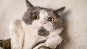 A wide-eyed gray and white cat wrapped in a cozy blanket, looking surprised.