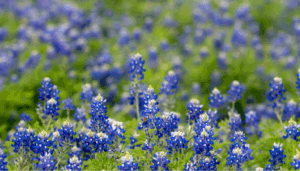 Close-up of blooming Texas Bluebonnets in a lush green field near Dallas/Fort Worth — the state flower of Texas, known for its vivid blue and white petals.