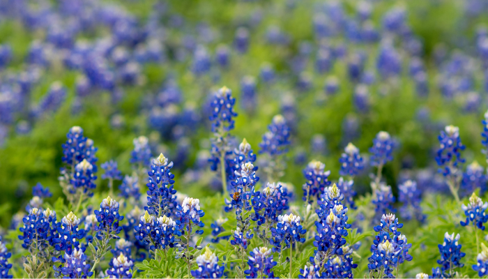 Close-up of blooming Texas Bluebonnets in a lush green field near Dallas/Fort Worth — the state flower of Texas, known for its vivid blue and white petals.