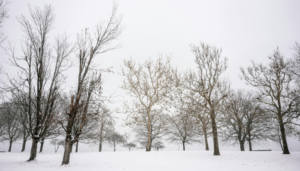 Snow-covered park landscape with leafless trees on a quiet winter day in Chicago