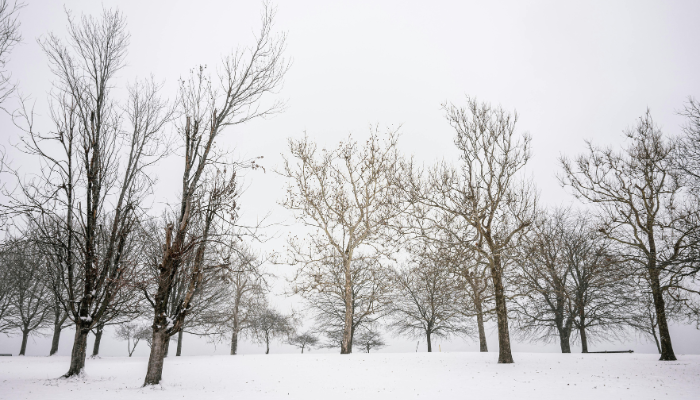 Snow-covered park landscape with leafless trees on a quiet winter day in Chicago