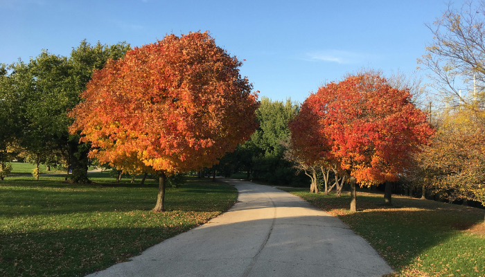 A paved walking path lined with green grass and two large trees with bright red and orange autumn foliage in a suburban park setting.